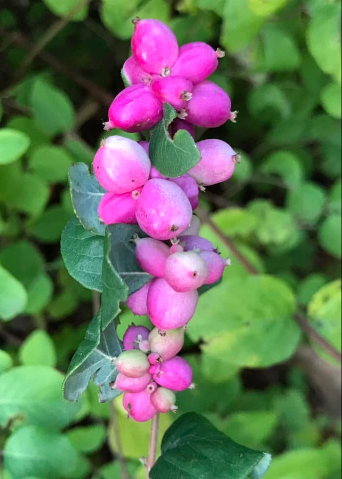 Symphoricarpos x chenaultii 'Hancock'
