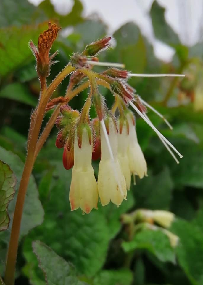 Symphytum ibericum - Dwarf Comfrey