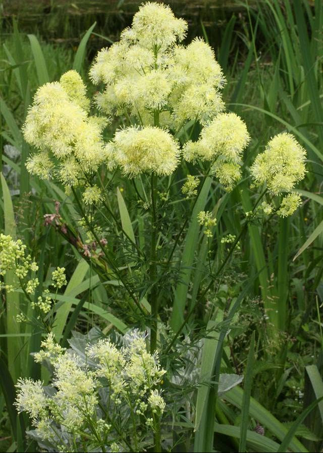 Thalictrum lucidum - Shining Meadow Rue