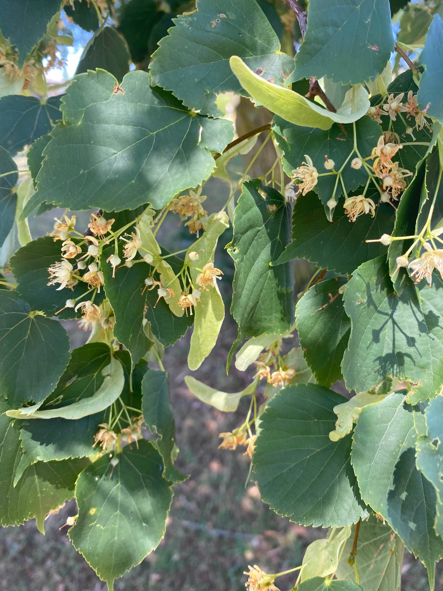 Tilia cordata - Small Leaf Lime