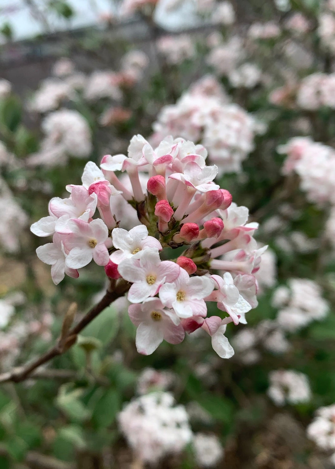 Viburnum carlesii - Korean Spice