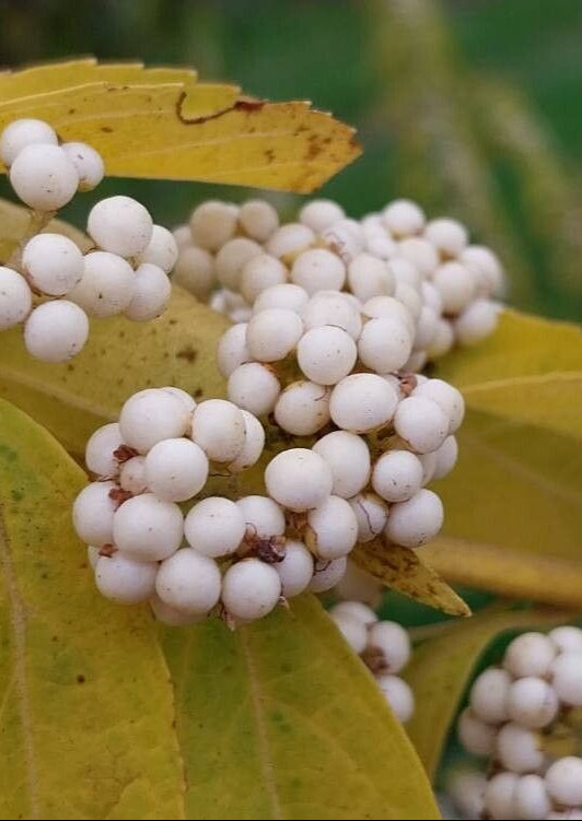 Callicarpa dichotoma f. albifructa - White-fruited Beautyberry