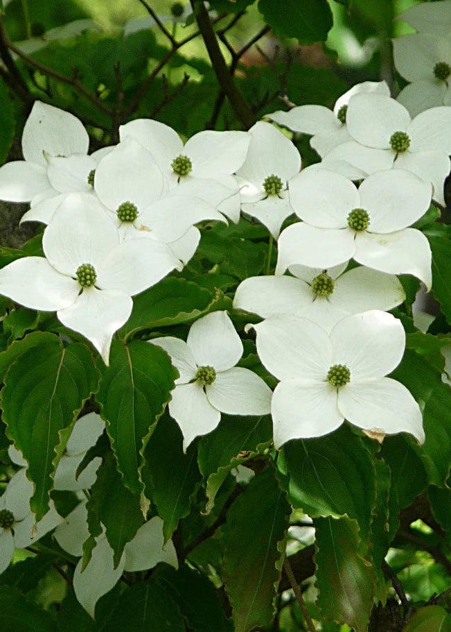 Cornus kousa var. chinensis - Chinese Flowering Dogwood