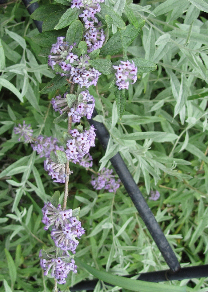 Buddleja alternifolia 'Argentea'