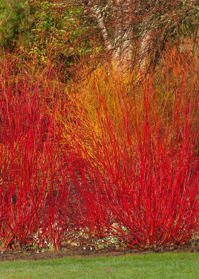 Cornus alba 'Sericea' - Red-stemmed Dogwood