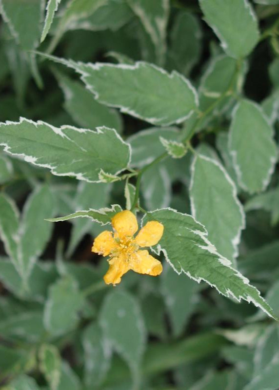 Kerria japonica 'Picta'