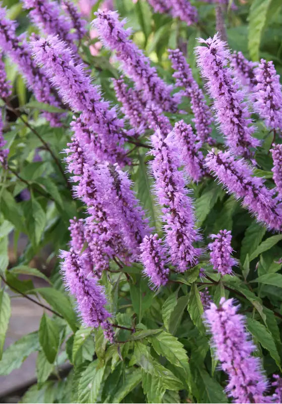 Elsholtzia stauntonii - Chinese Spice Bush