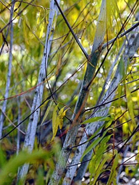 Salix acutifolia 'Blue Streak'