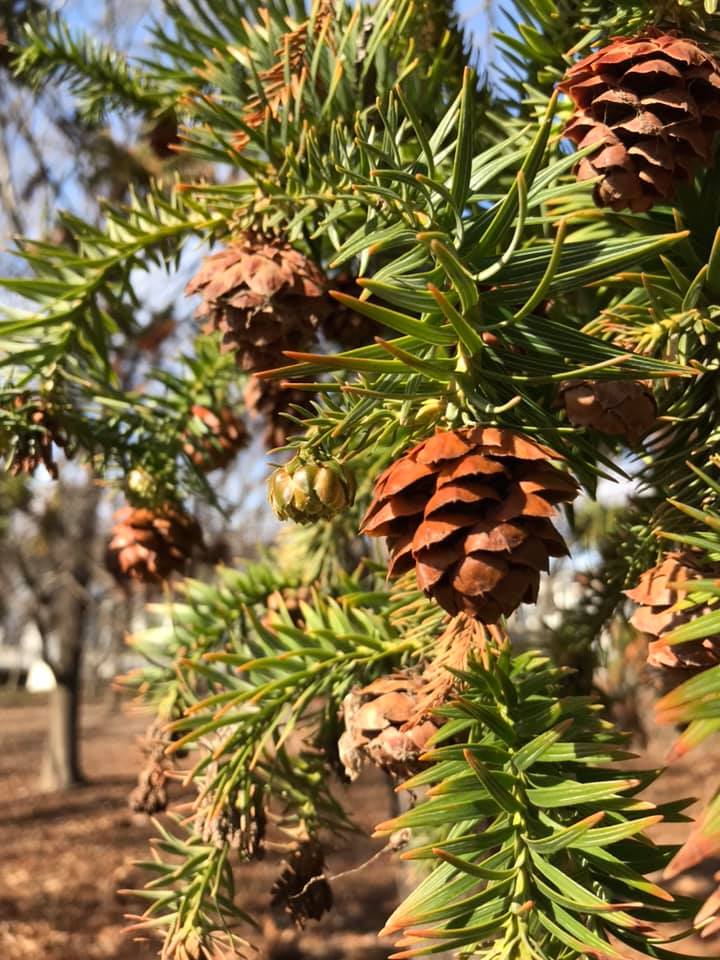 Cunninghamia lanceolata - Chinese Fir