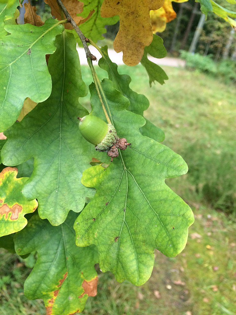 Quercus robur - English Oak