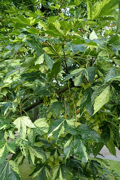 Acer pseudoplatanus 'Variegatum' - Variegated Sycamore