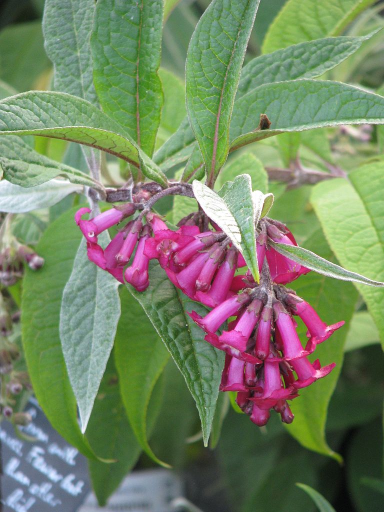 Buddleja colvilei - Himalayan Butterfly Bush
