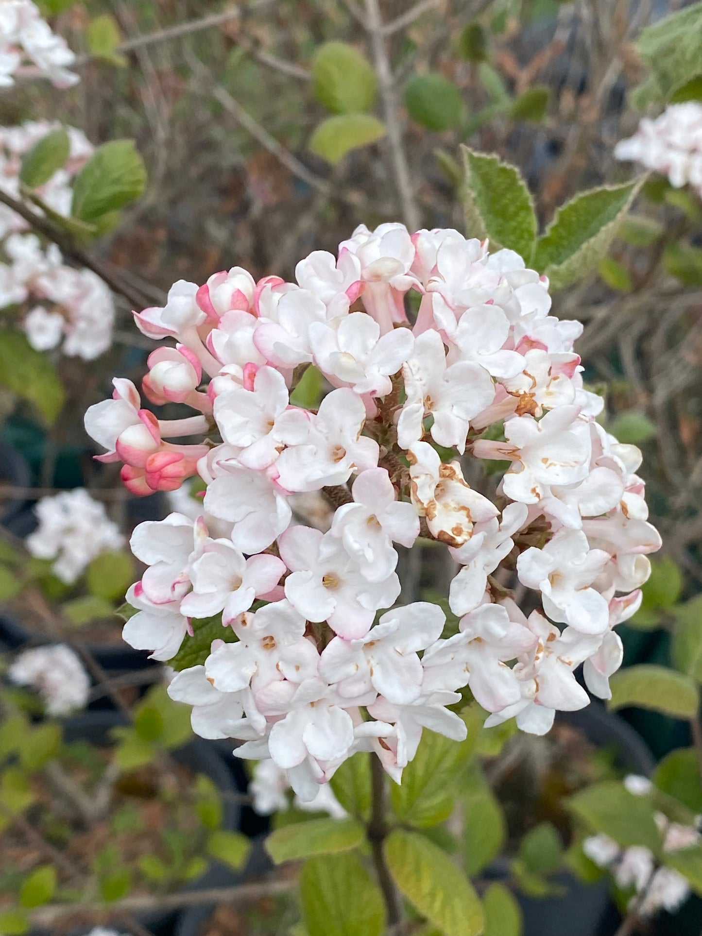 Viburnum carlesii - Korean Spice