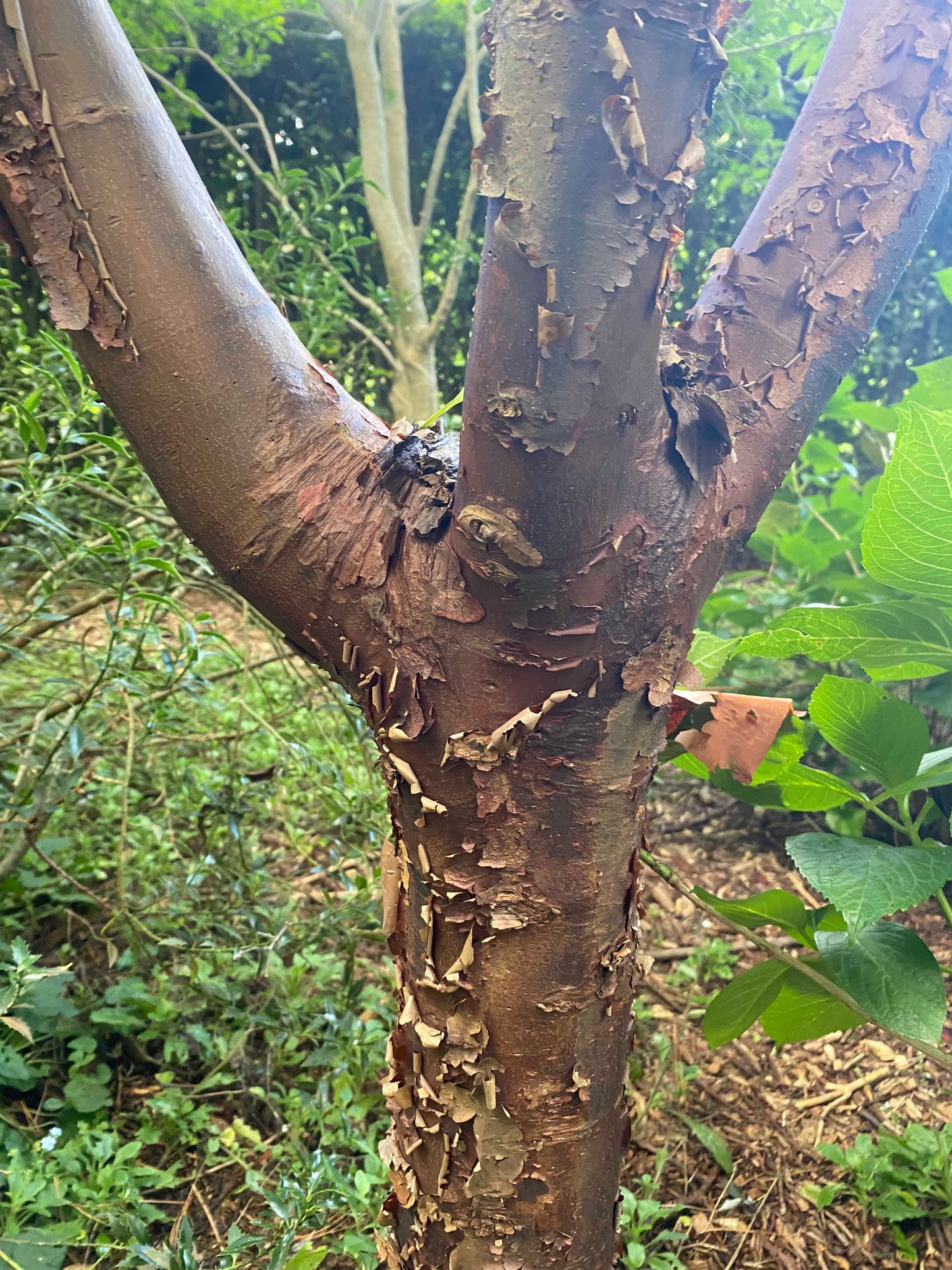 Acer griseum - Paperbark Maple