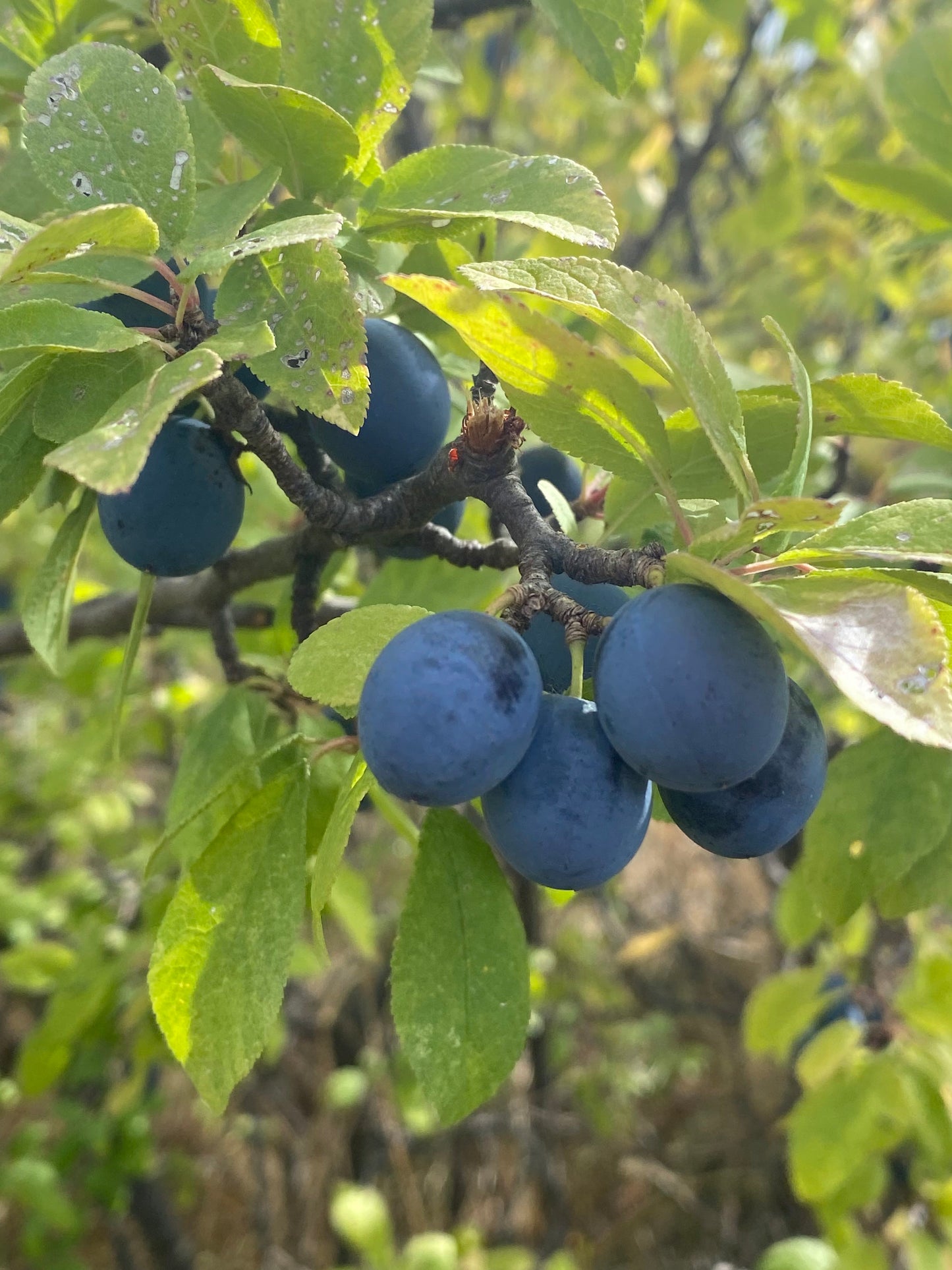 Prunus spinosa - Sloe Plum