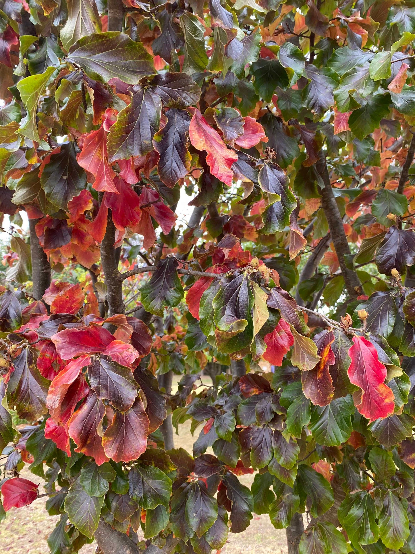 Parrotia persica - Persian Ironwood
