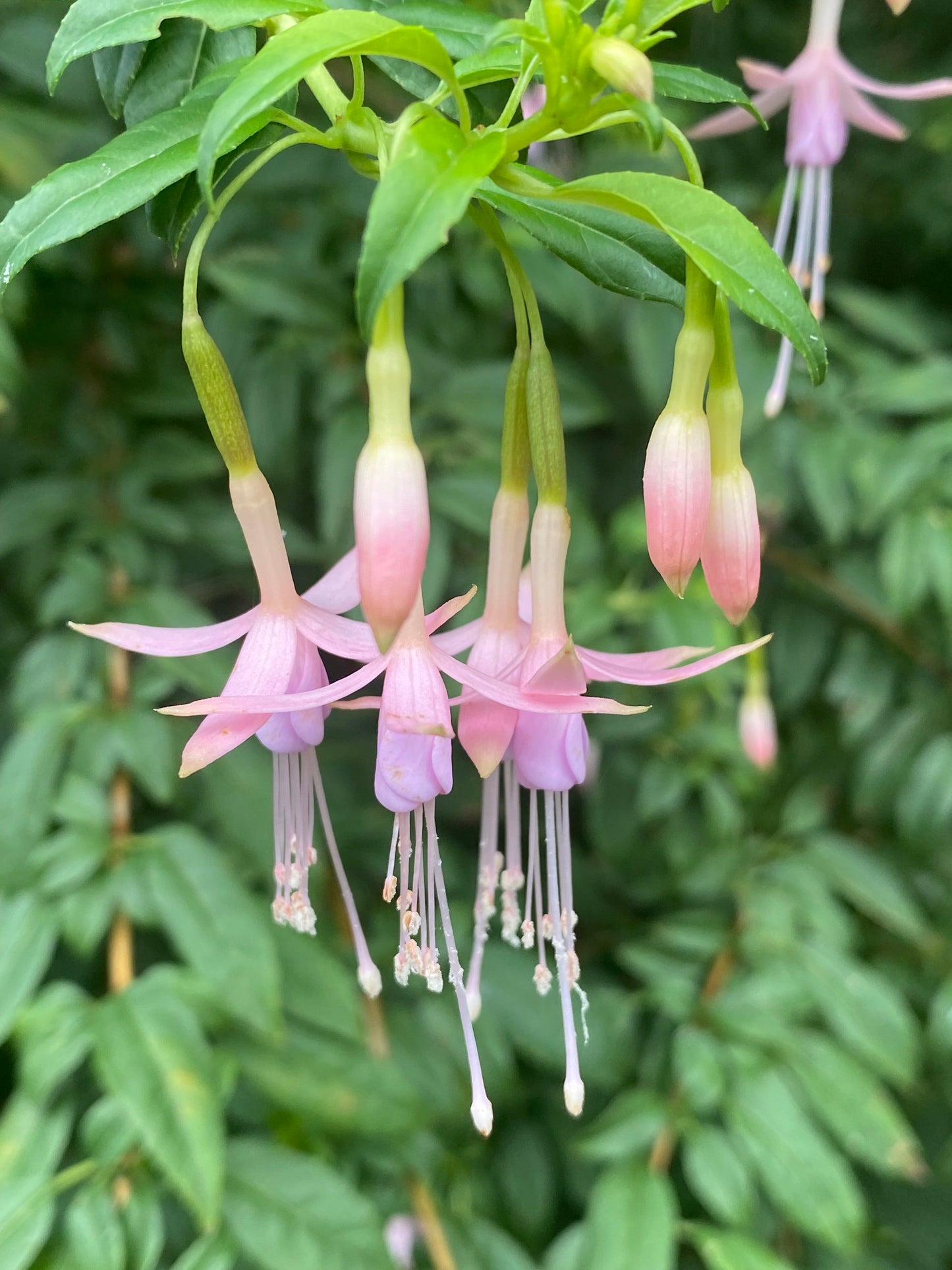 Fuchsia magellanica var. molinae