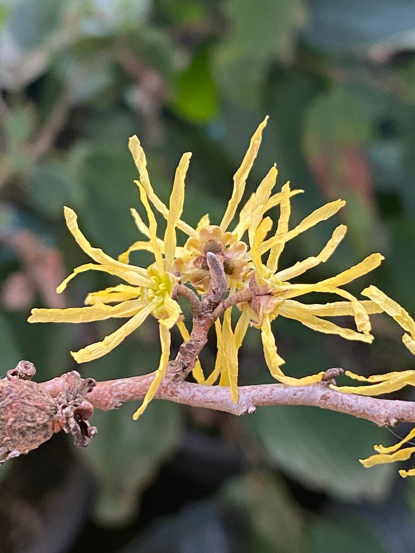 Hamamelis virginiana - Witch Hazel