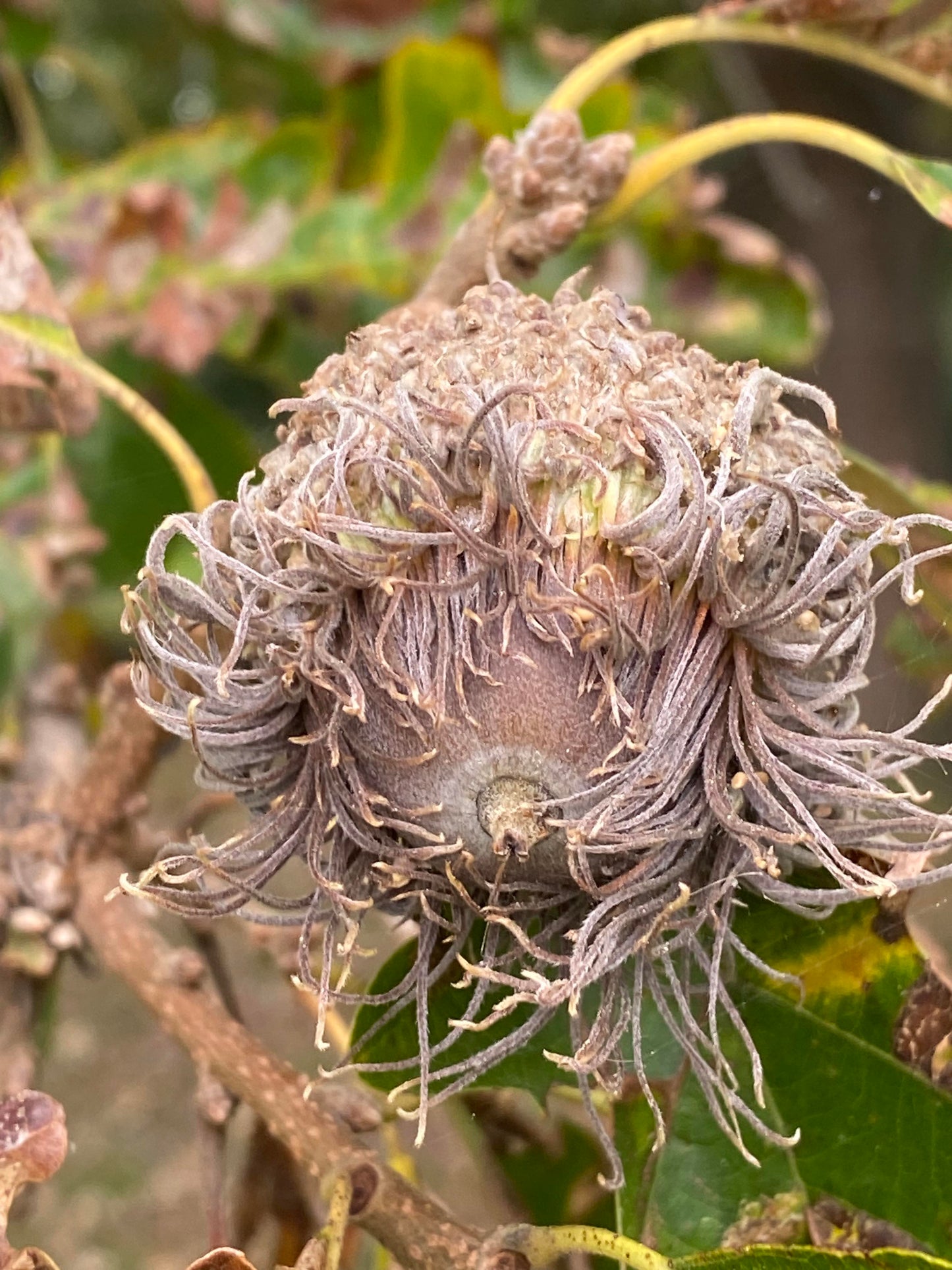 Quercus macrocarpa - Bur Oak