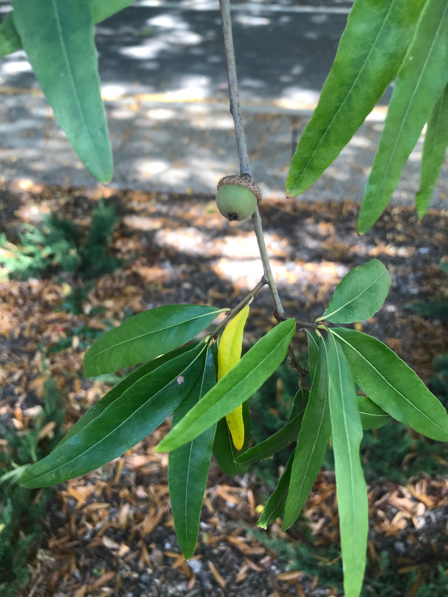 Quercus phellos - Willow Oak