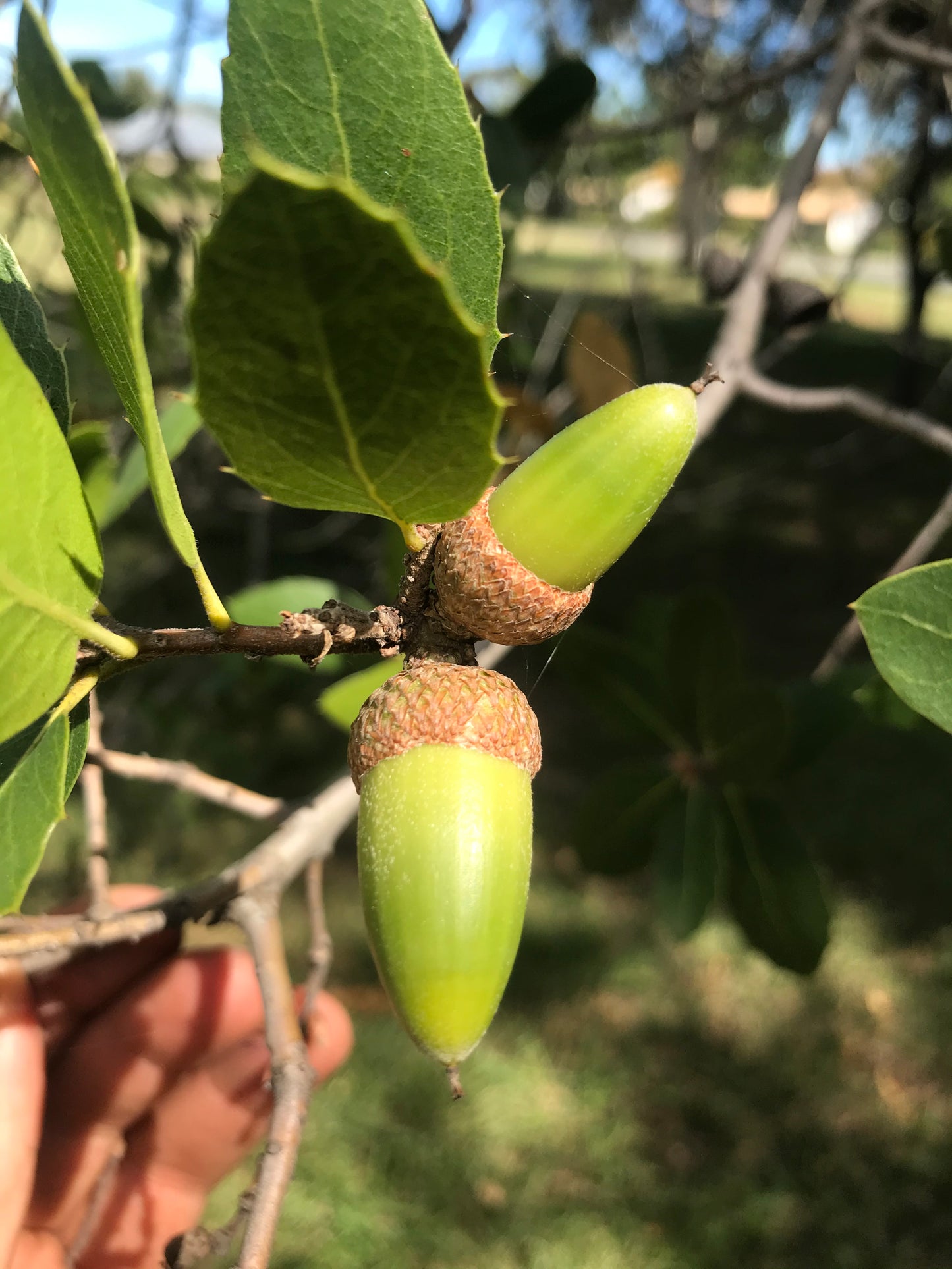 Quercus wislizeni - Interior Live Oak
