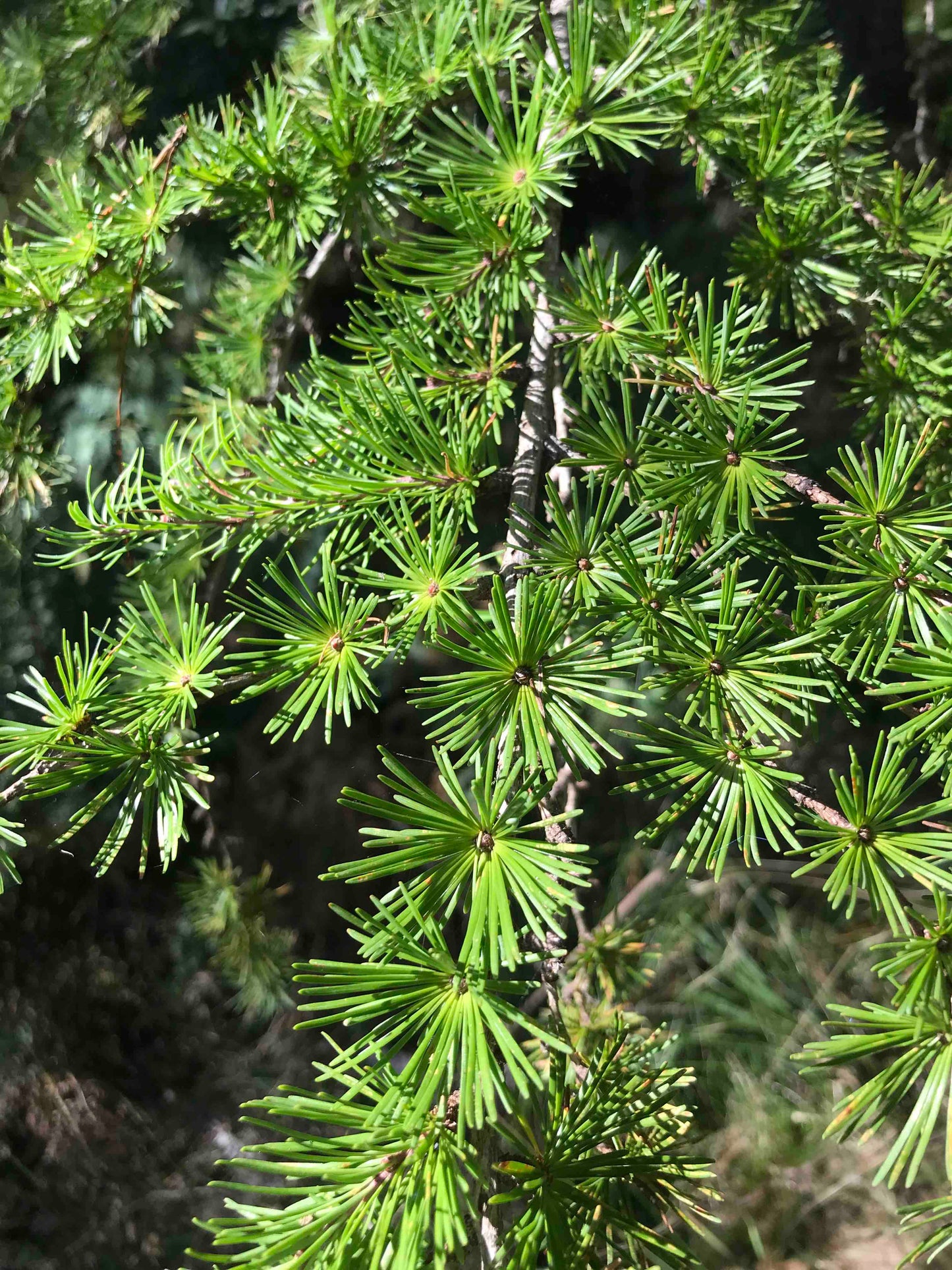 Larix kaempferi - Japanese Larch
