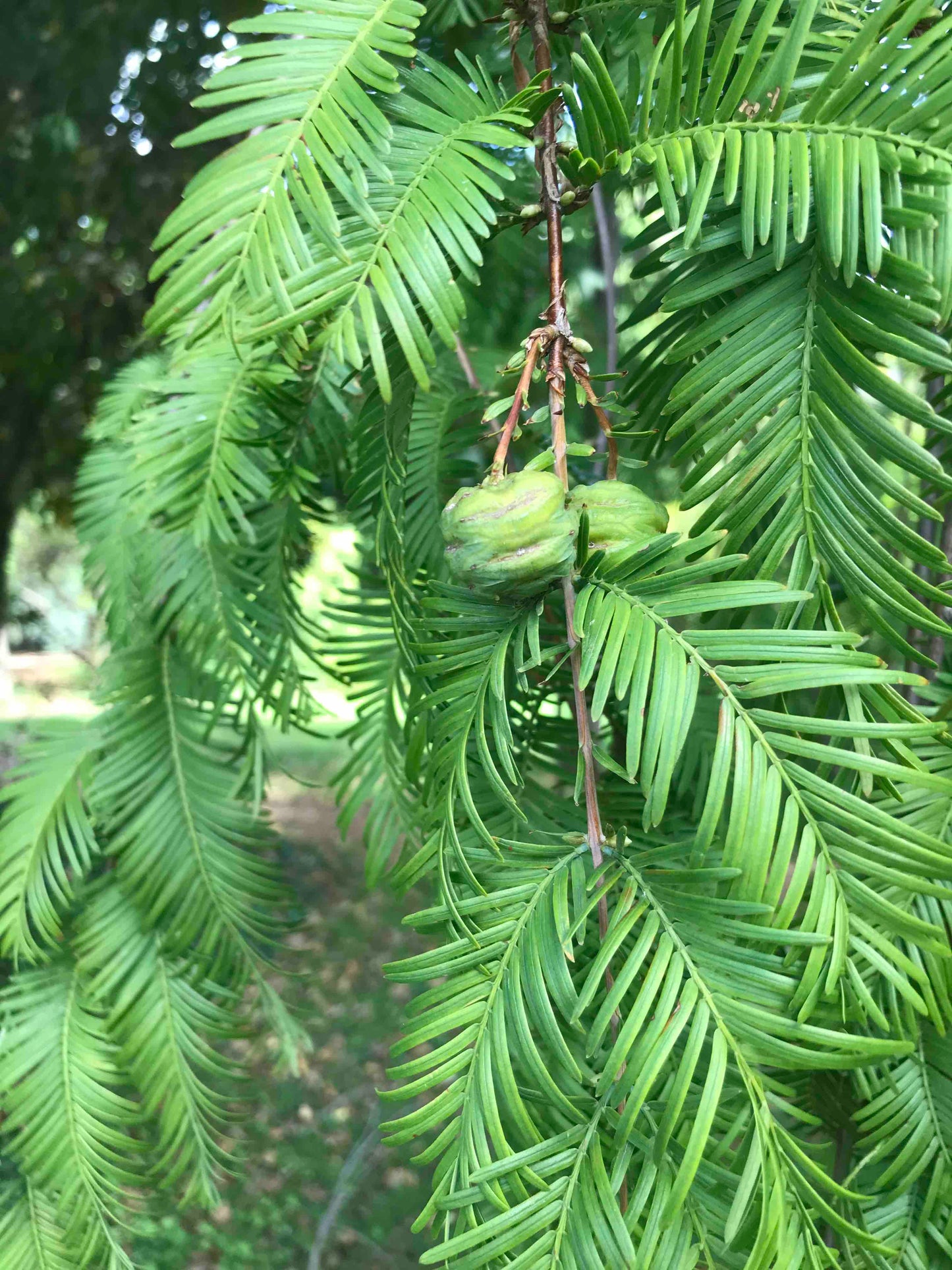 Metasequoia glyptostroboides - Dawn Redwood