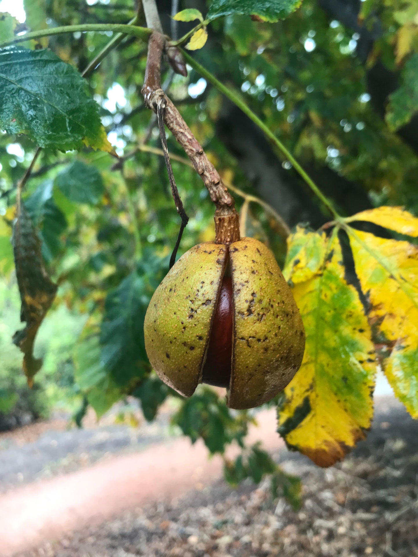 Aesculus indica - Indian Horse Chestnut