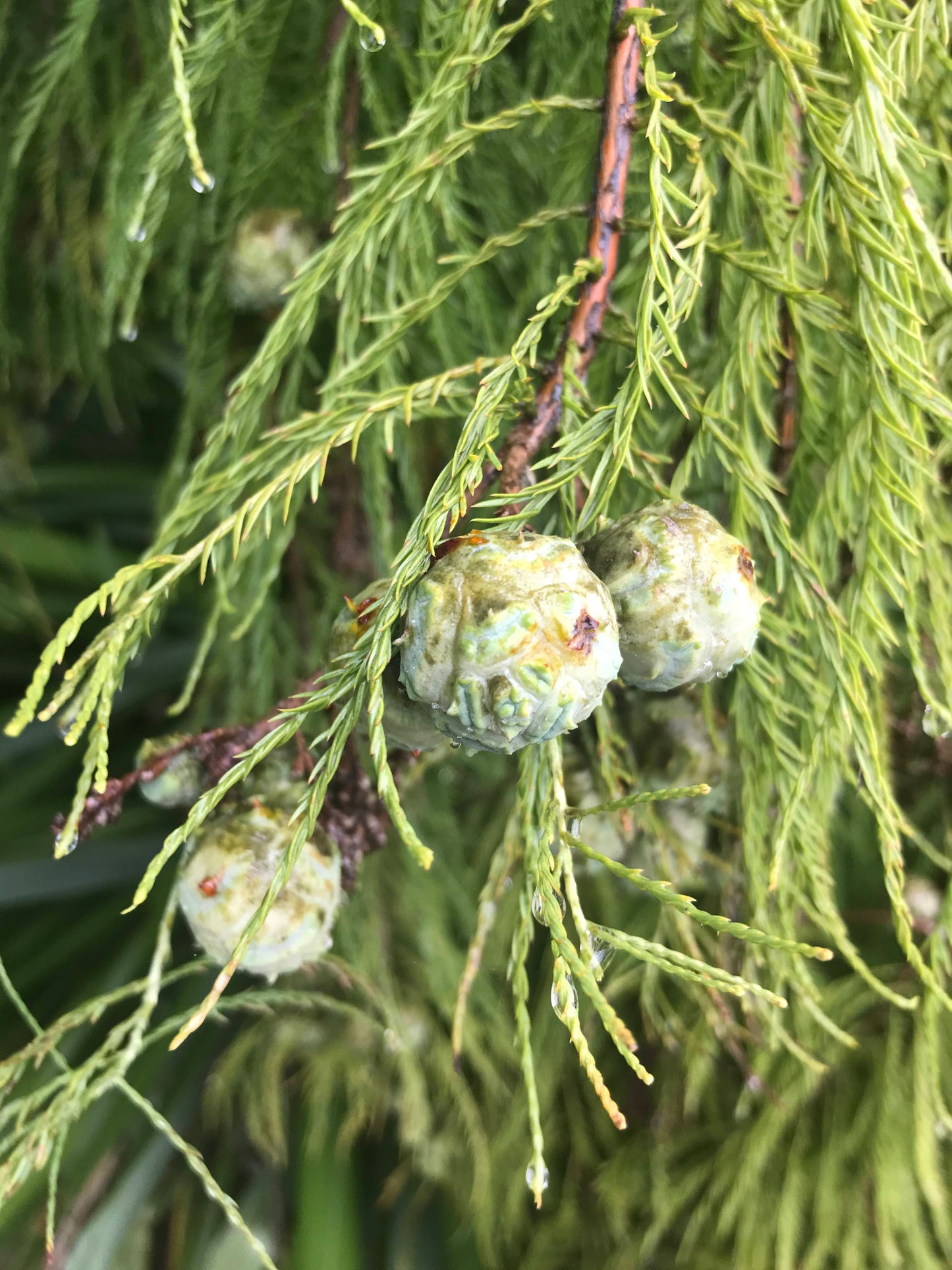 Taxodium distichum - Swamp Cypress