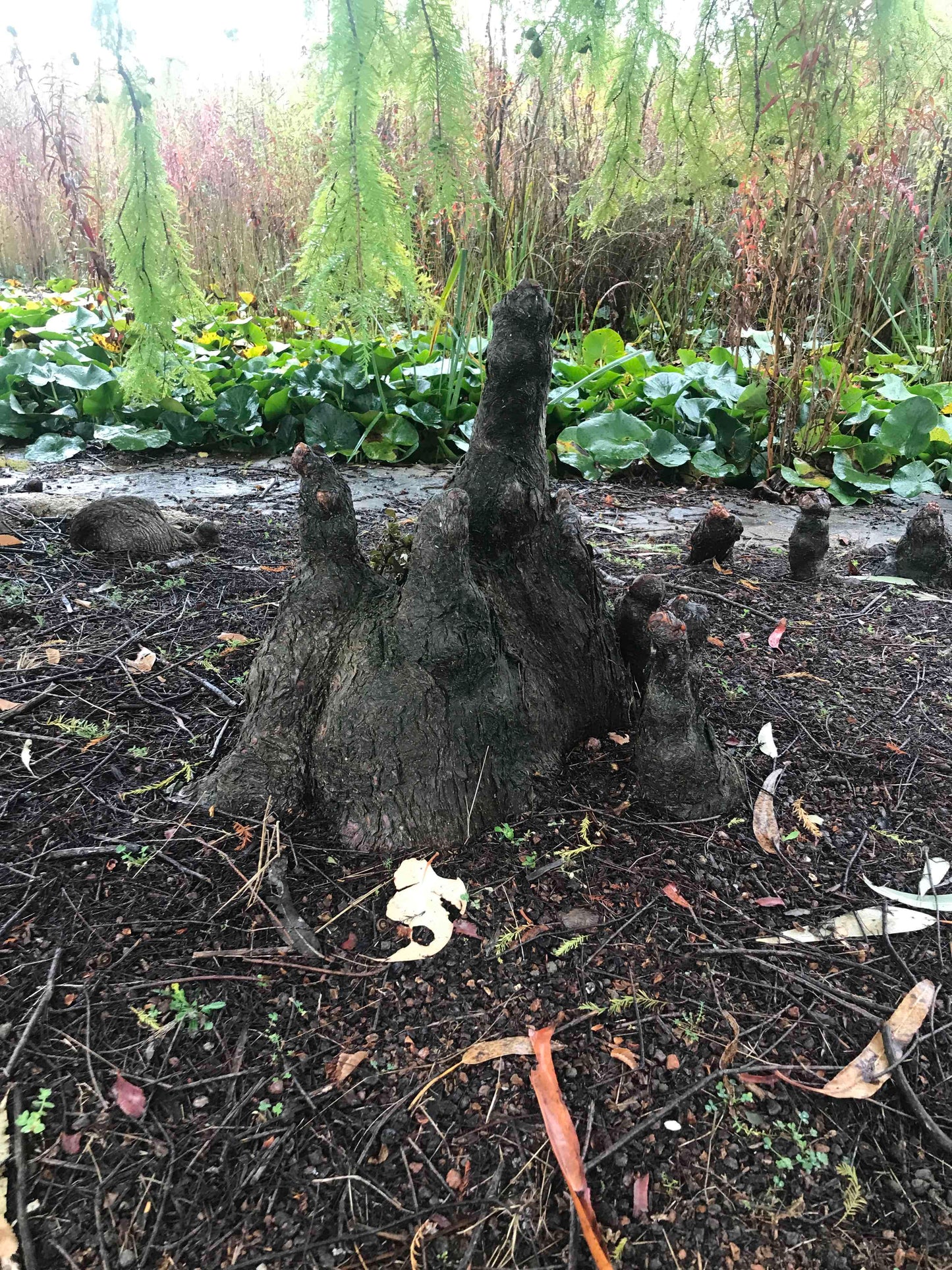 Taxodium distichum - Swamp Cypress