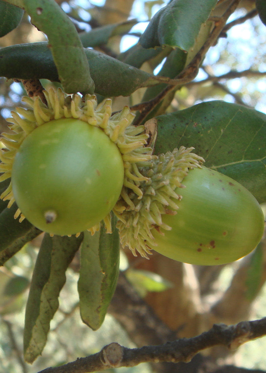 Quercus suber - Cork Oak