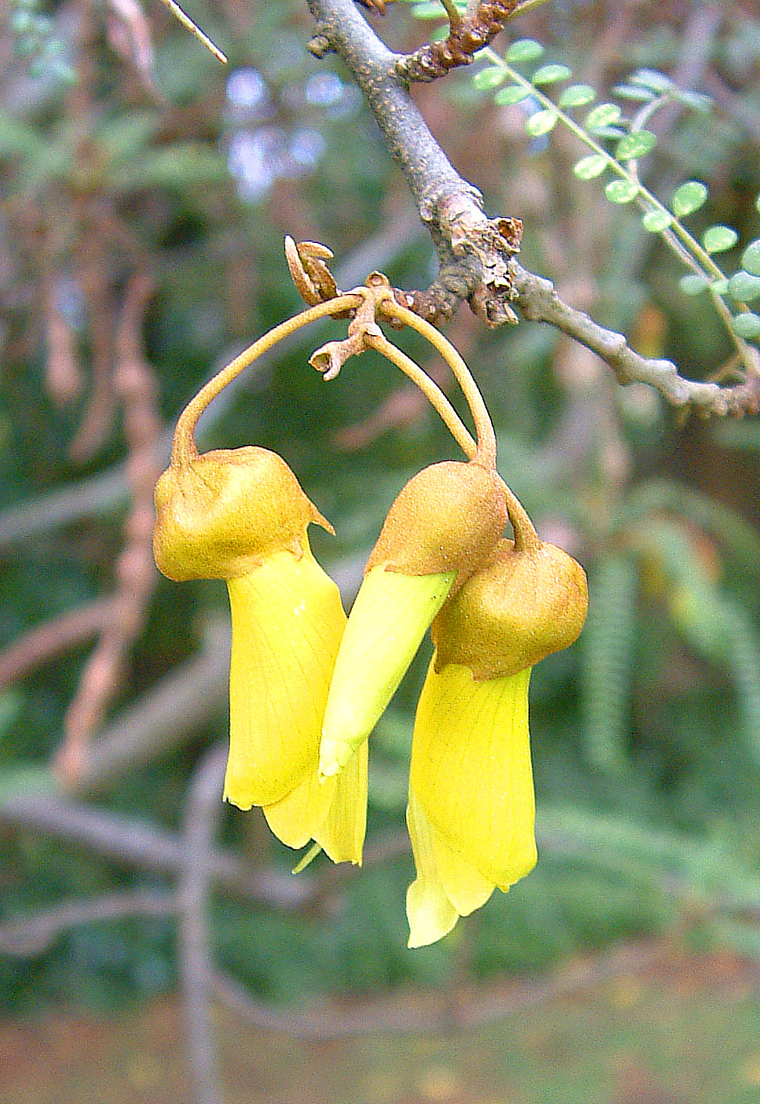Sophora microphylla - Small-leaved Kowhai