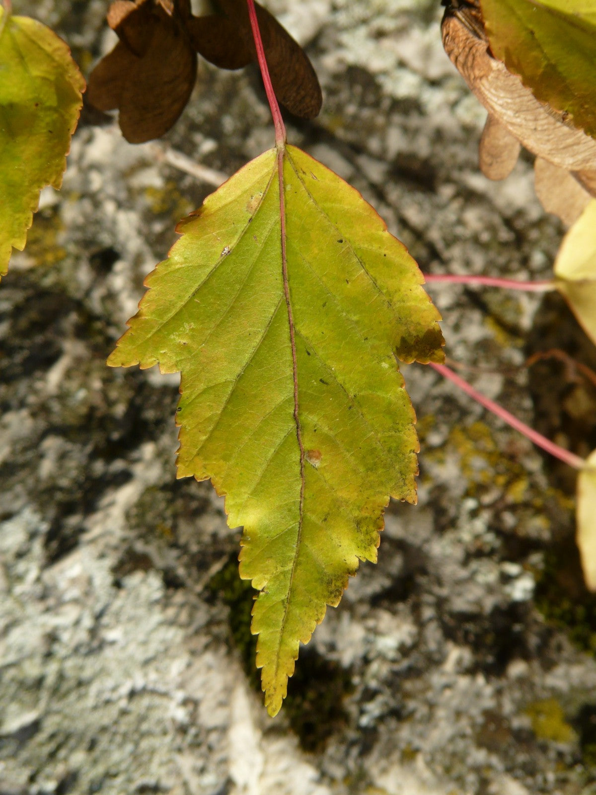 Acer ginnala - Amur Maple