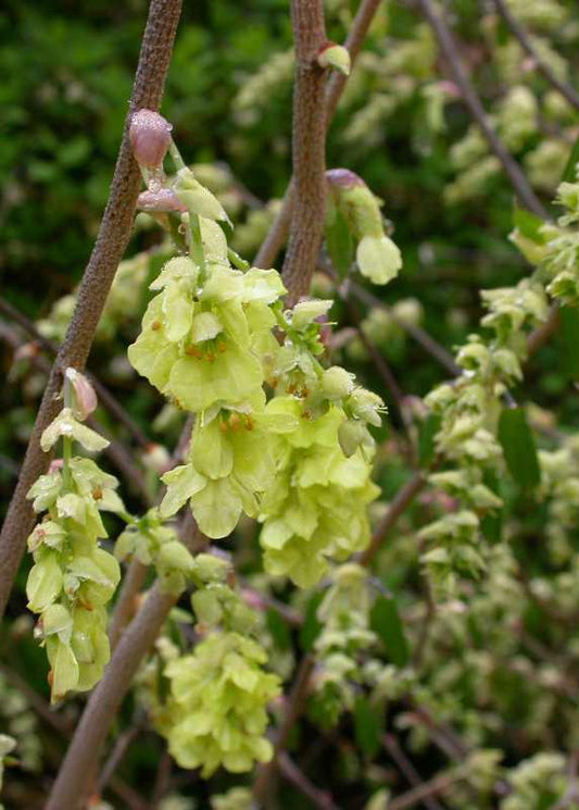 Corylopsis glabrescens - Fragrant Winter Hazel