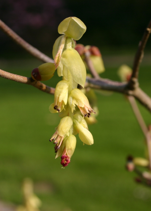 Corylopsis spicata - Spike Winter Hazel