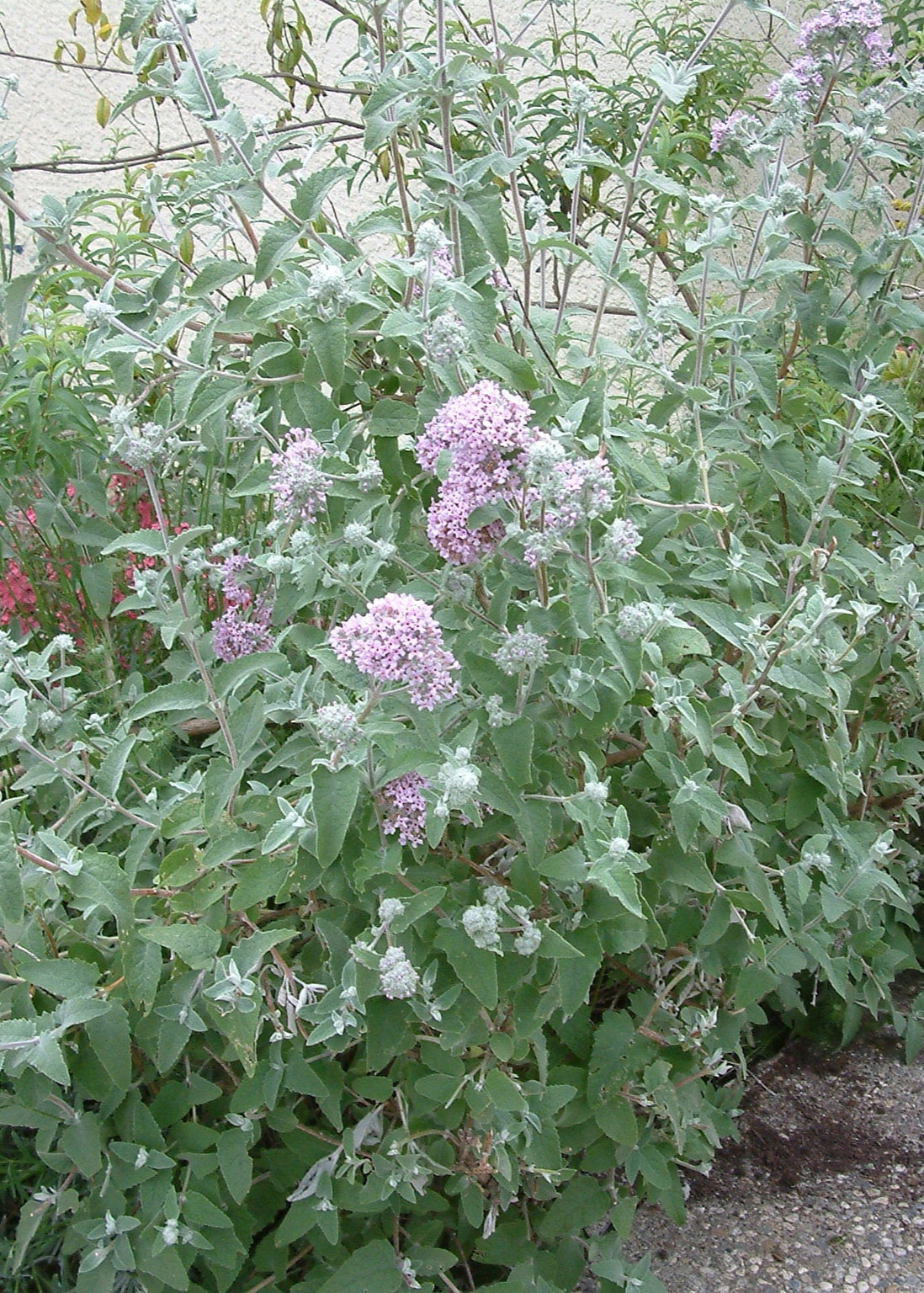 Buddleja crispa - Himalayan Butterfly Bush