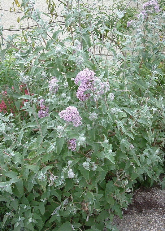 Buddleja crispa - Himalayan Butterfly Bush