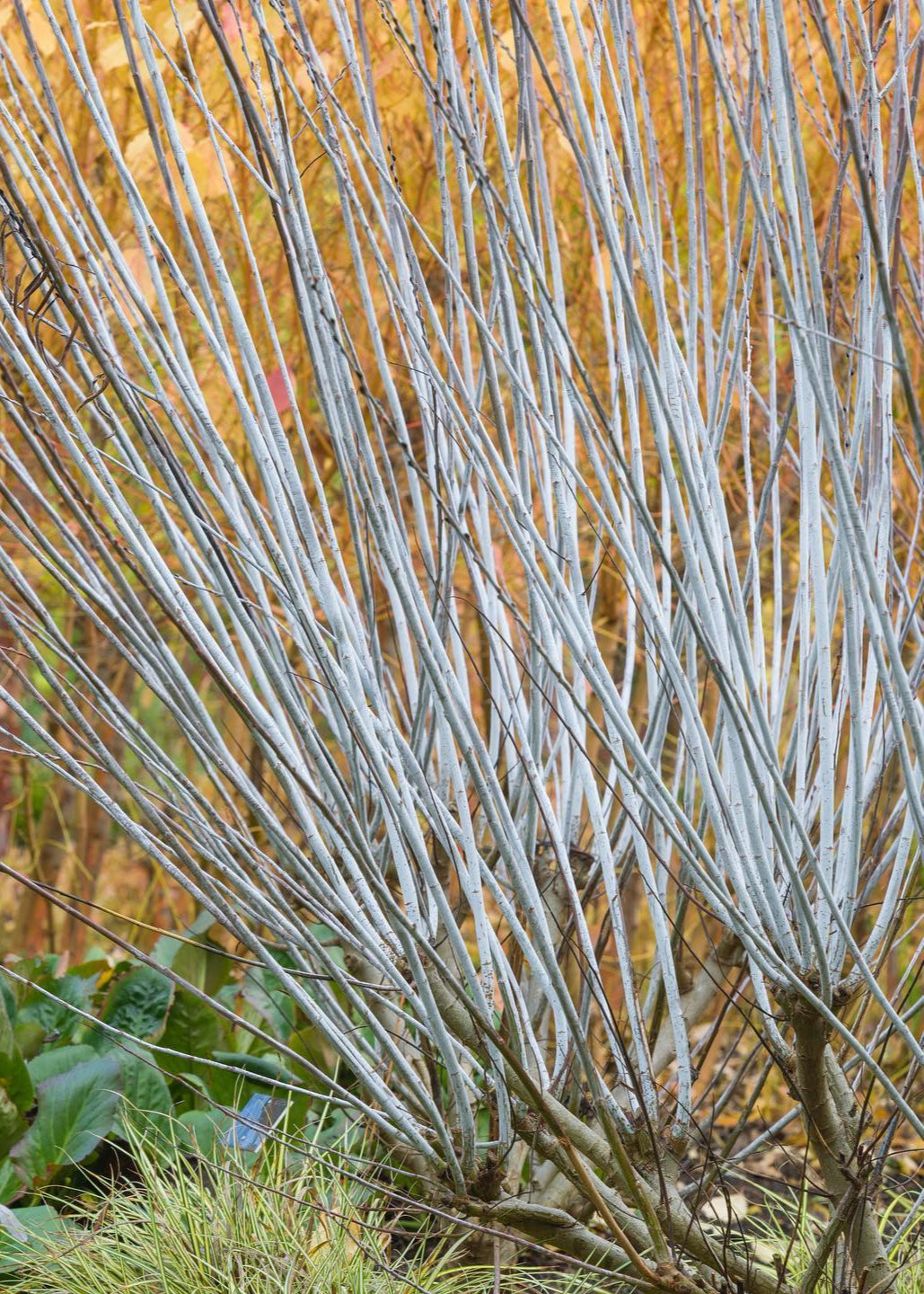 Salix irrorata - Blue-stemmed Willow