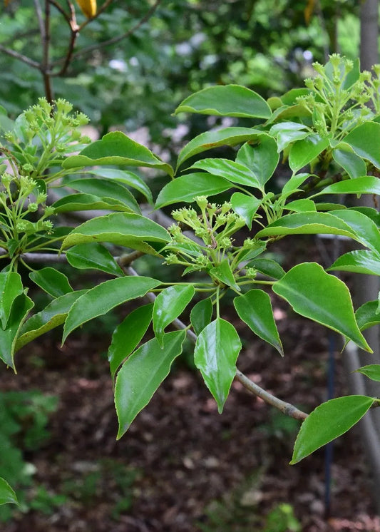 Trochodendron aralioides - Wheel Tree