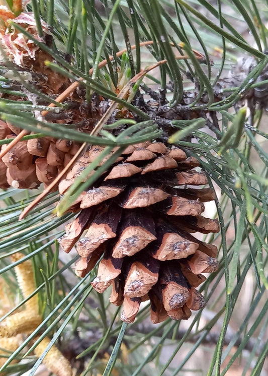 Pinus nigra - Black Pine