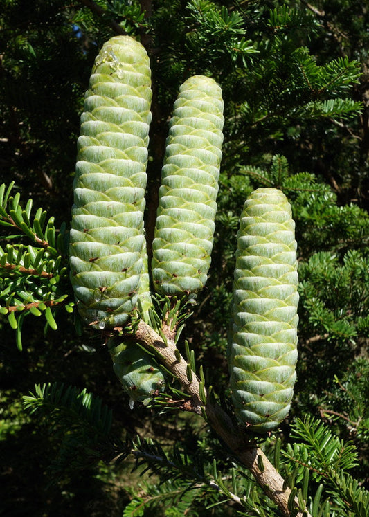 Keteleeria fortunei