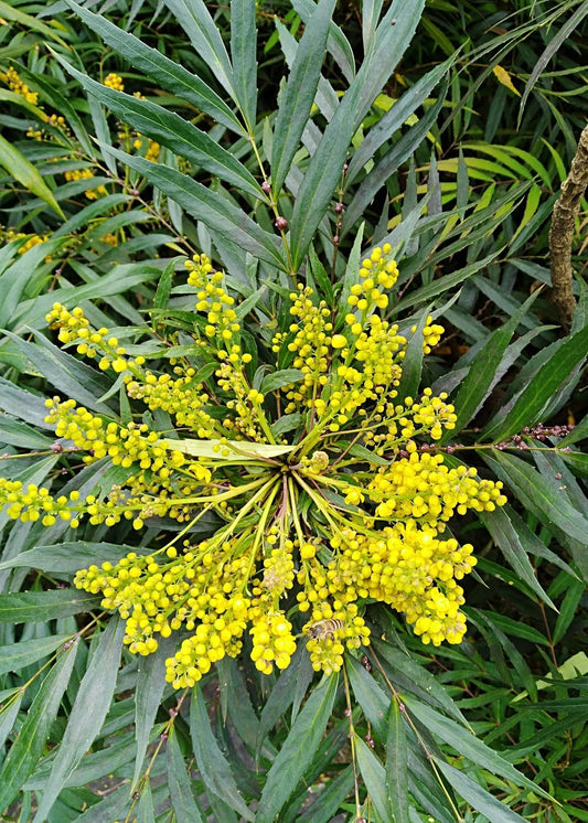 Berberis fortunei Syn: Mahonia fortunei