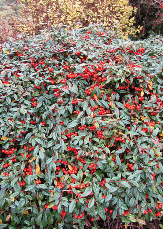 Cotoneaster salicifolius 'Repens'