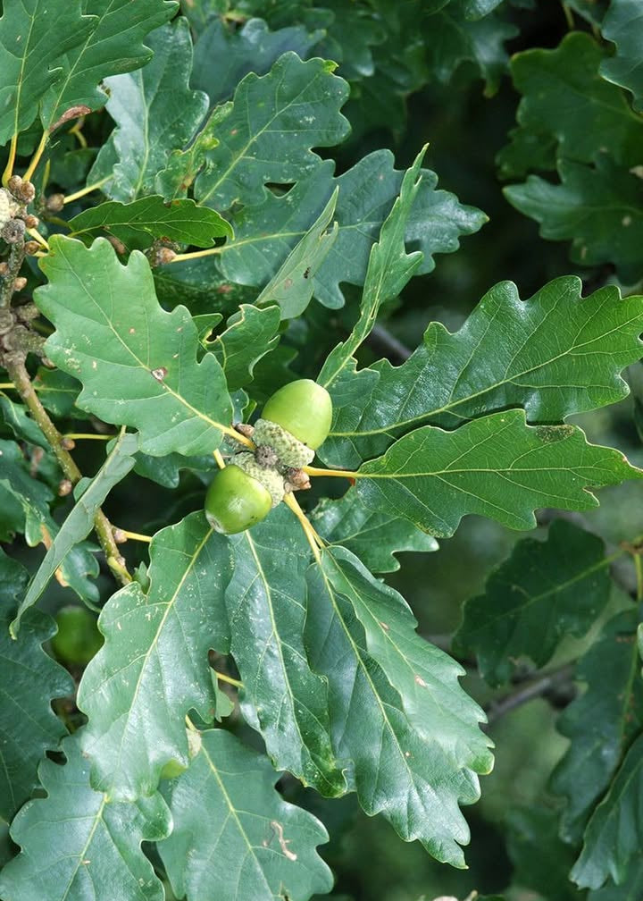 Quercus petraea - Sessile Oak