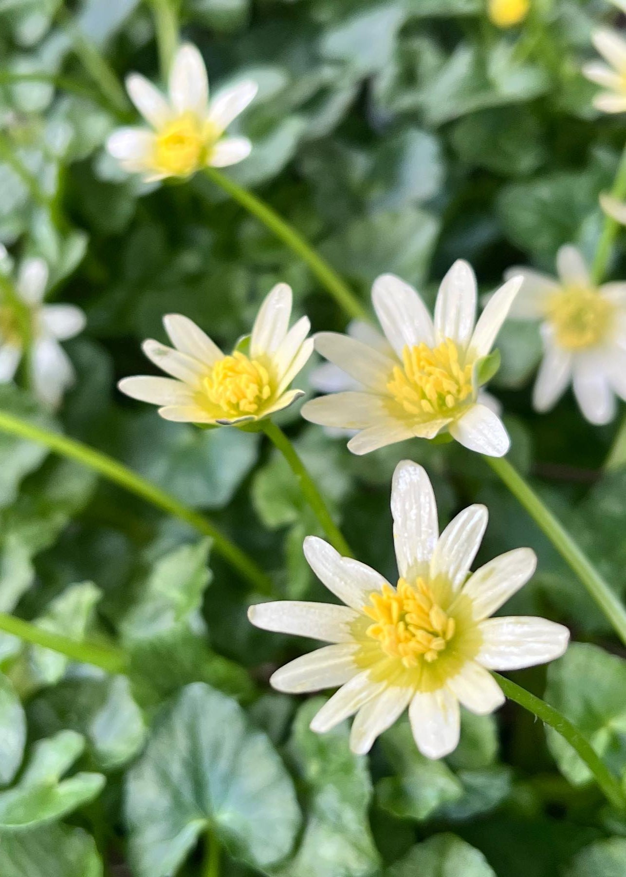 Ficaria verna ‘Salmon's White’