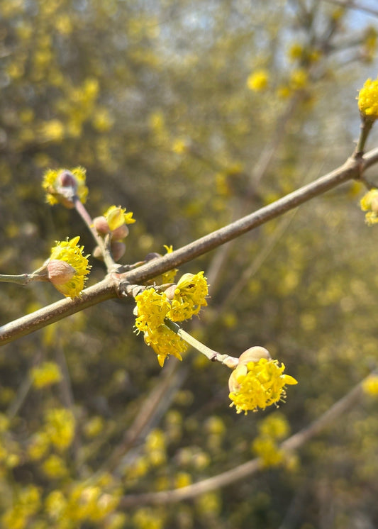 Cornus officinalis - Japanese Cornelian Cherry