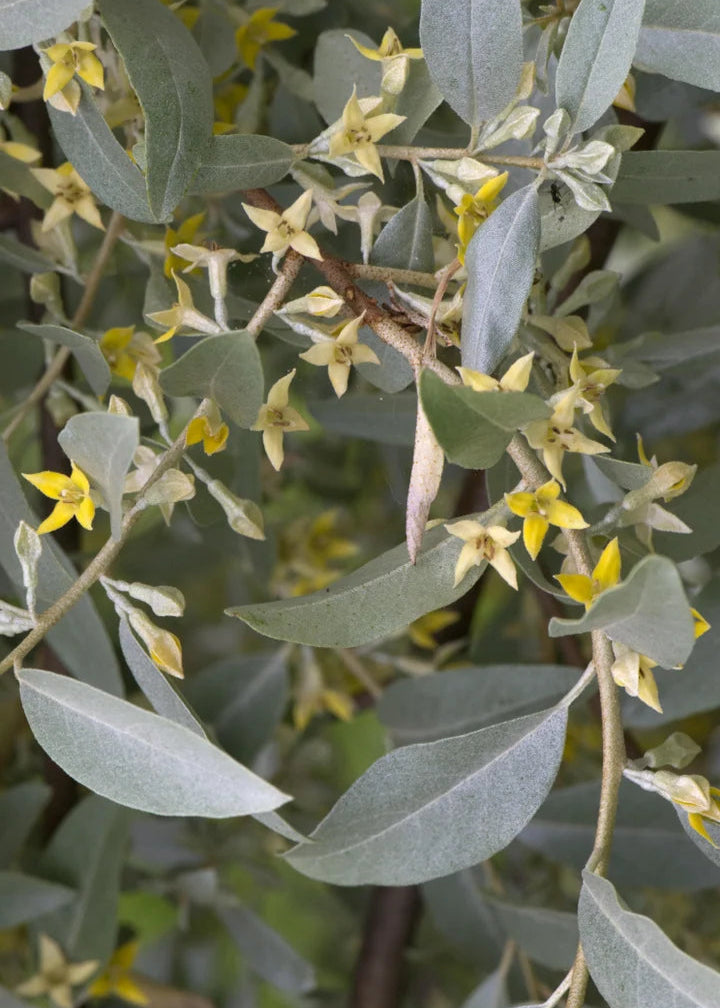 Elaeagnus ‘Quicksilver’