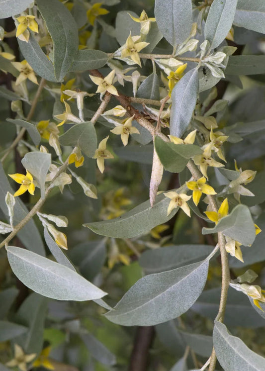 Elaeagnus ‘Quicksilver’