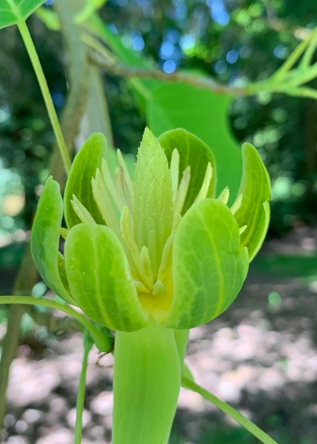 Liriodendron chinense - Chinese Tulip Tree