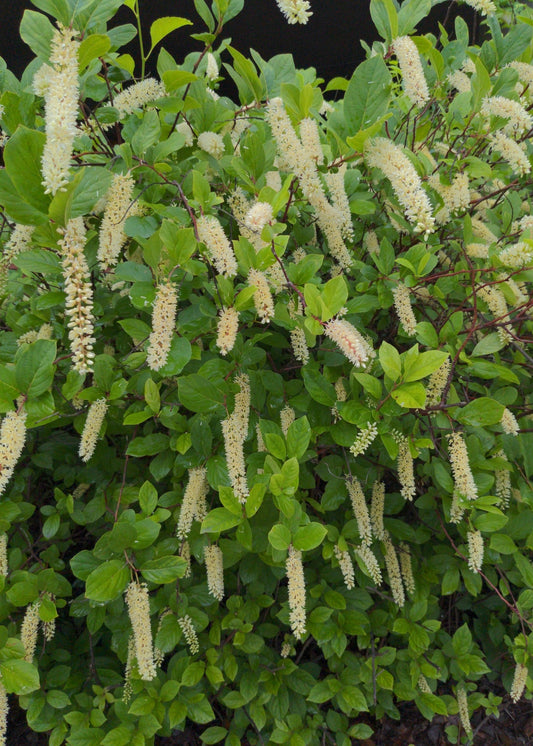 Itea virginica - Virginia Sweetspire